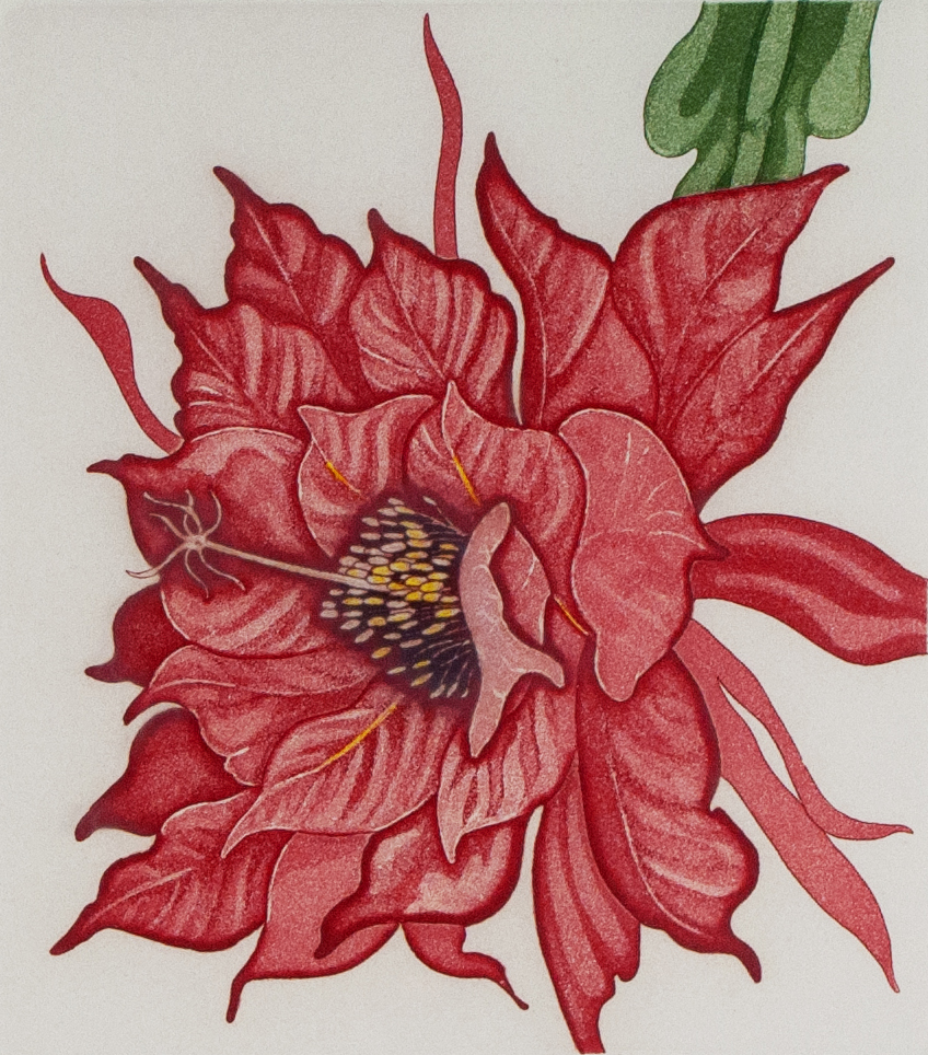 Print of red cactus orchid with green leaf.